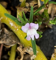 Misopates