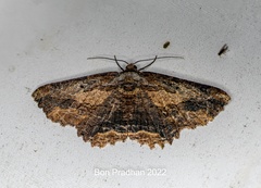 Menophra subplagiata