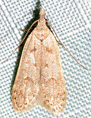 Dichomeris punctidiscellus