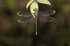 Gynacantha ryukyuensis