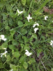 Viola striata