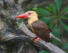Brown-Winged Kingfisher photo 3