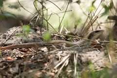 Gerrhosaurus nigrolineatus