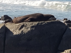 Arctocephalus tropicalis