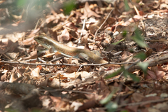 Gerrhosaurus nigrolineatus