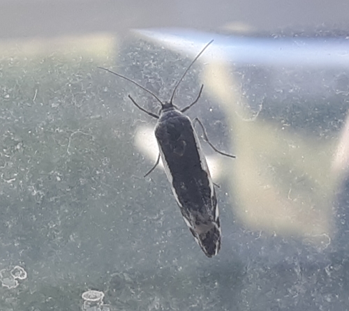 Narrow-winged Midget Moth photo 4