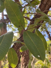 Qualea