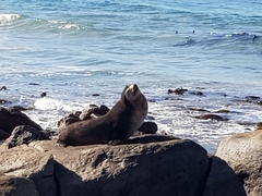 Arctocephalus tropicalis