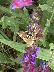 Heliothis adaucta