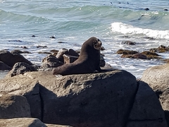 Arctocephalus tropicalis