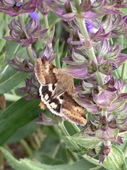 Heliothis adaucta