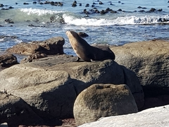 Arctocephalus tropicalis