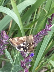 Heliothis adaucta