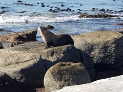 Arctocephalus tropicalis