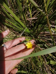 Hypoxis hemerocallidea