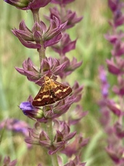 Pyrausta ostrinalis