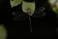 Gynacantha ryukyuensis