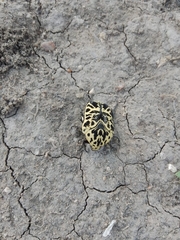 Gymnetis sallei