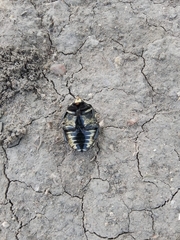 Gymnetis sallei