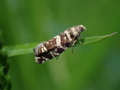Epinotia tedella