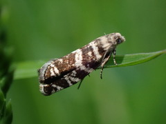 Epinotia tedella
