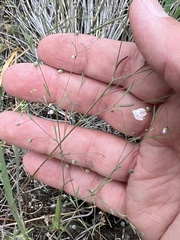 Hesperolinon spergulinum