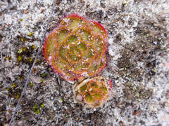 Drosera zonaria