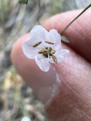 Hesperolinon spergulinum