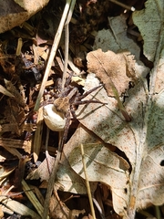 Alopecosa pulverulenta