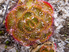 Drosera zonaria