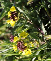 Erysimum cuspidatum