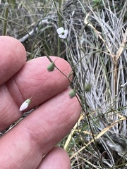 Hesperolinon spergulinum