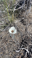 Calochortus bruneaunis