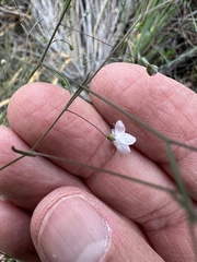 Hesperolinon spergulinum