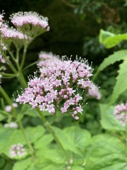 Valeriana pyrenaica