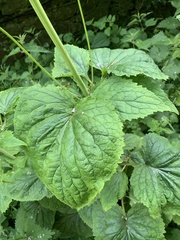 Valeriana pyrenaica