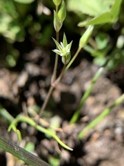 Stellaria nitens