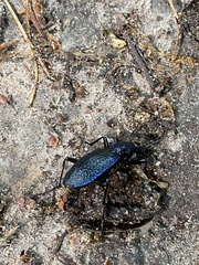 Carabus intricatus