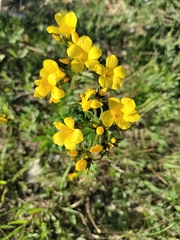 Linum flavum