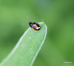 Phyllotreta flexuosa