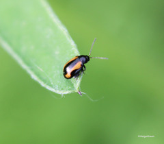 Phyllotreta flexuosa