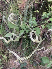 Sesamoides suffruticosa