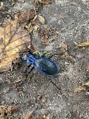 Carabus intricatus