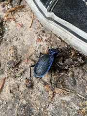 Carabus intricatus
