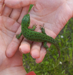 Lacerta agilis exigua