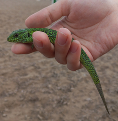 Lacerta agilis exigua