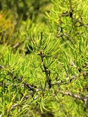 Rhamnus lycioides