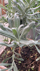 Tournefortia gnaphalodes