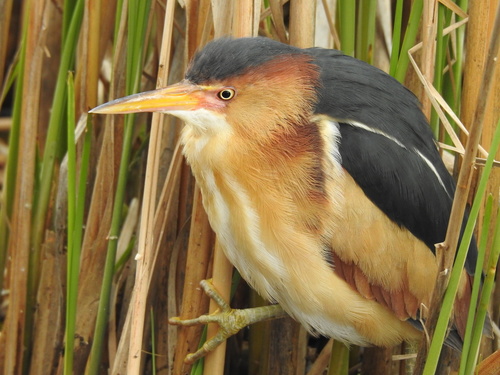 Least Bittern photographed in Minnesota