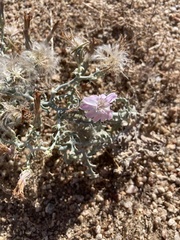 Stephanomeria parryi